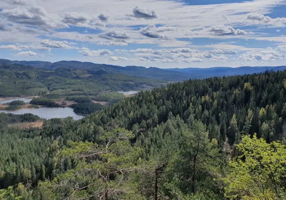 Grønn ås med blå himmel