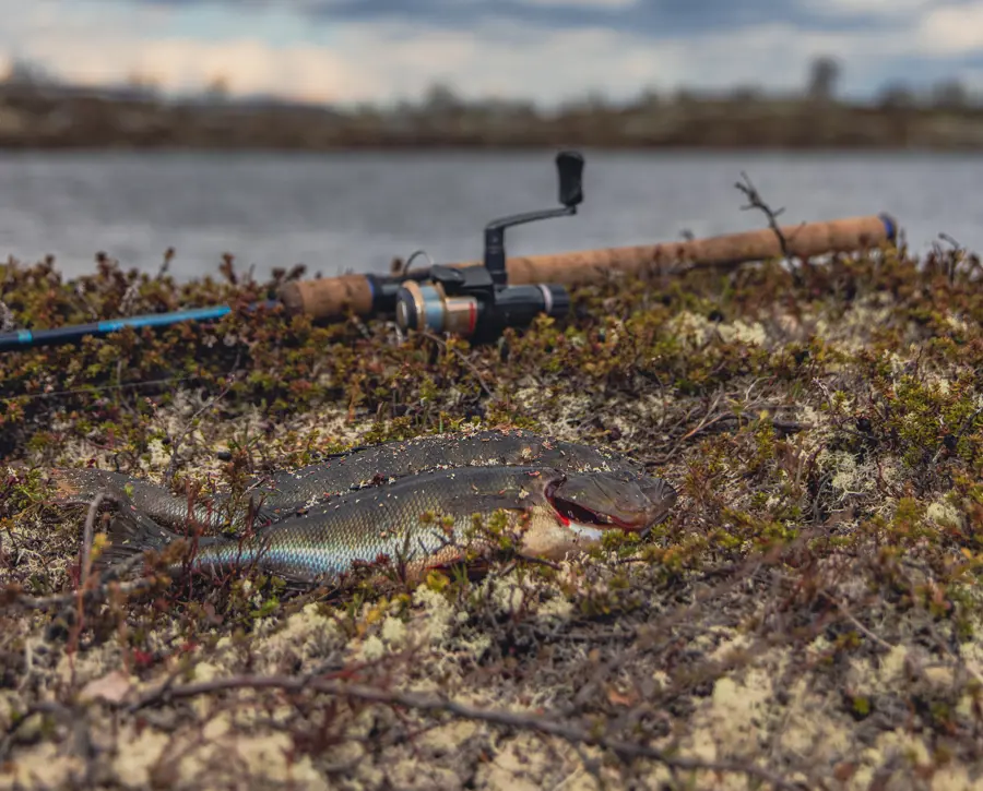 To fisk og en fiskestang foran et vann