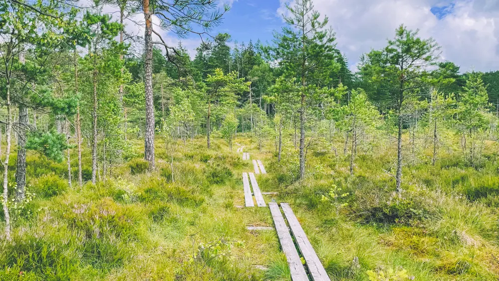 Klopper som baner vei gjennom et frodig, grønt skogkledd våtmark under en delvis overskyet himmel.