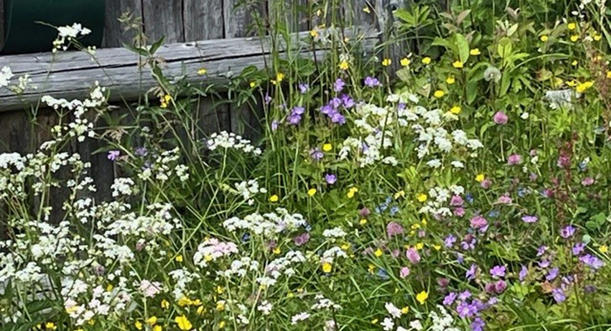 Sommerblomster