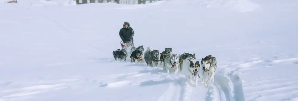 A person dressed in winter gear drives a team of sled dogs through a snowy landscape, the dogs running energetically in the deep snow under clear, cold conditions.