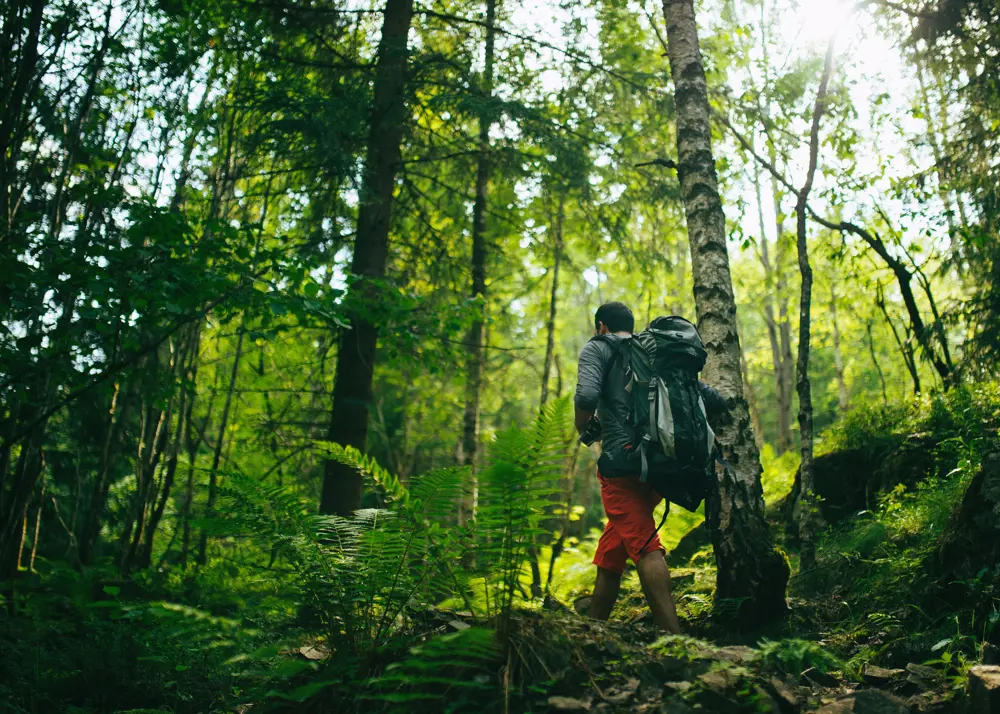 Turgåer i grønn skog