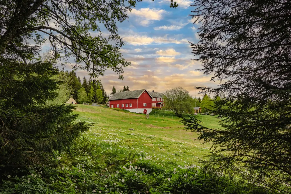 To bygninger, en rød stue og en rød låve, med hvite kanter, står i en gresskledd skråning midt på bildet. Hele motivet er innrammet av grener og nåler av grantrær. Det er en finværsdag på vår eller sommer. 