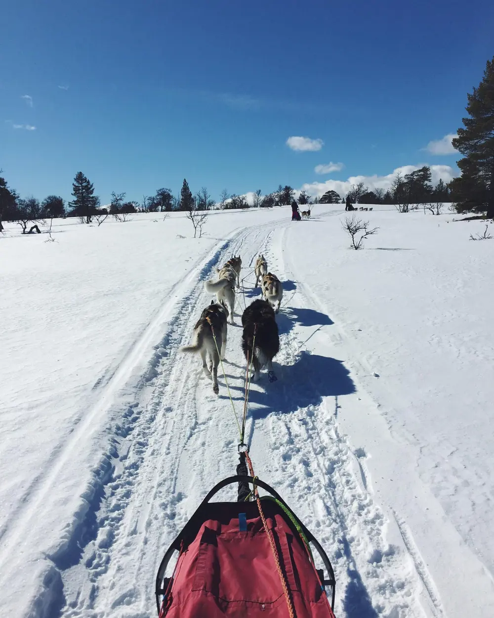 Hundekjøring
