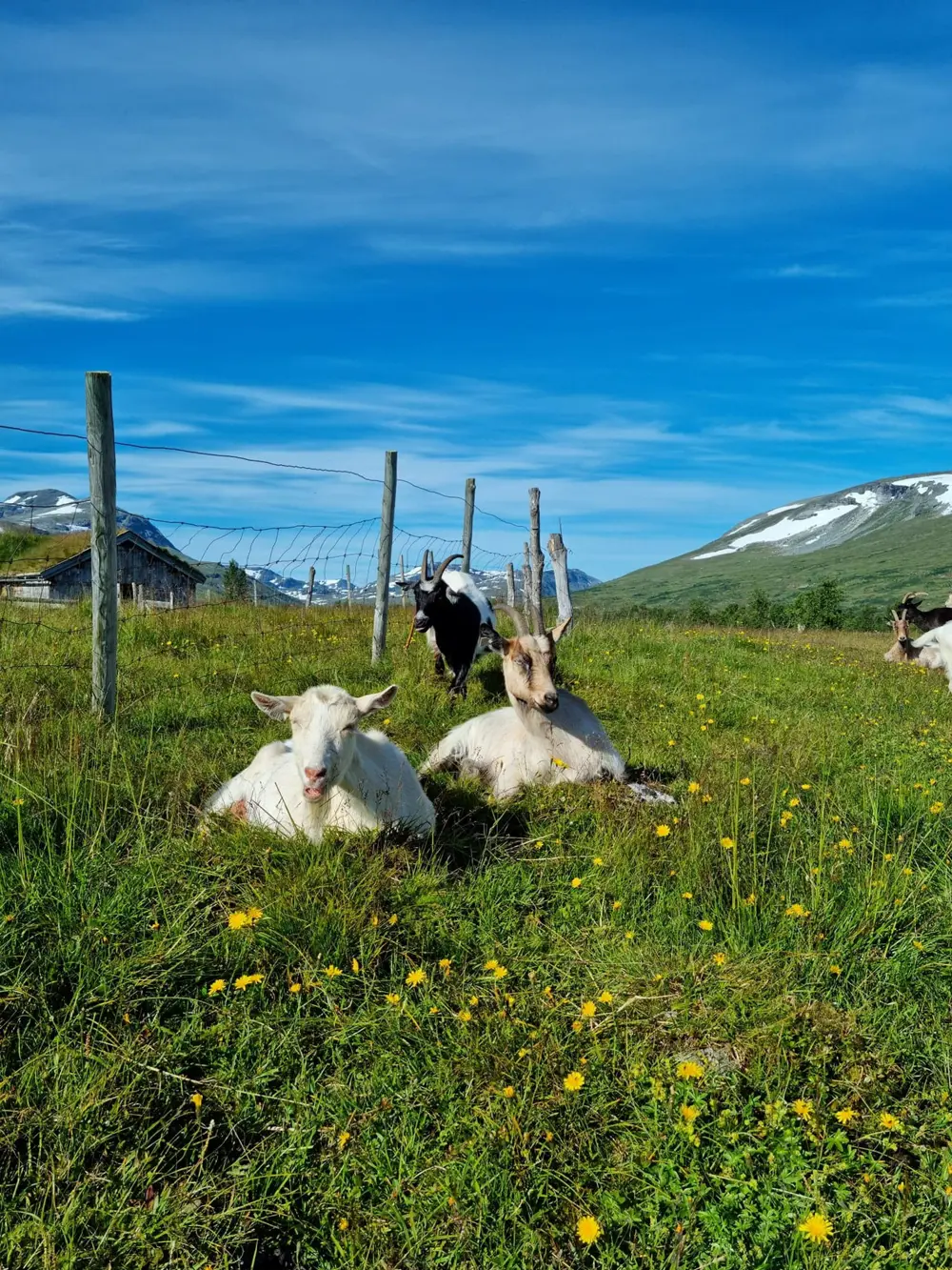 Tre geiter ligger og hviler seg i gresset, ved siden av et stålvaier-gjerde. En hytte er synlig til venstre, og langt bak er en rekke med fjell. 