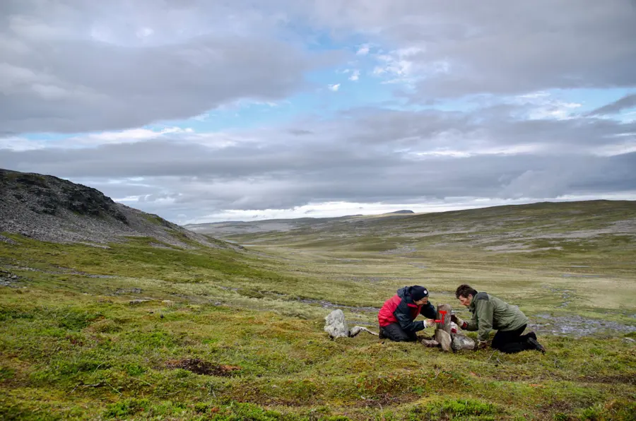 E1-dugnad i Finnmark sommeren 2012.