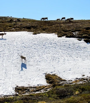 villrein på snø i fjellet
