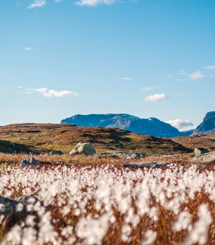 To voksne med sekk går tur på fjellet. Foran på bildet er det masse myrull, og bak er det fjell