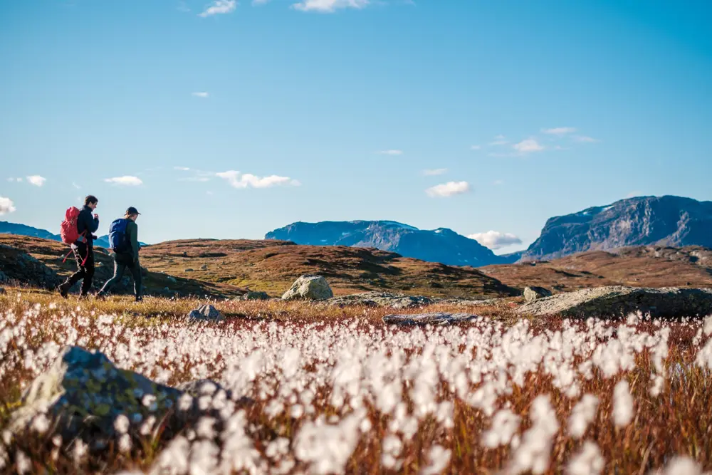 To voksne med sekk går tur på fjellet. Foran på bildet er det masse myrull, og bak er det fjell