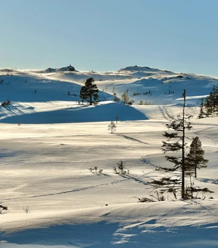 Snødekt vinterlandskap i kupert terreng, med et furutre stående her og der spredt utover.