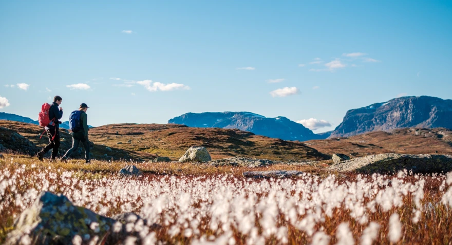 Høst ved Haukeliseter, bilder fra tur rundt Venaretjønn, på norsiden av hytta.