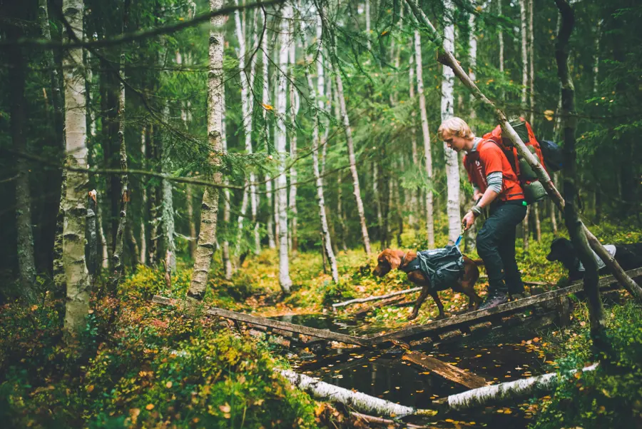 Høstferie gjennom tåken i Oslomarka i 2018. 