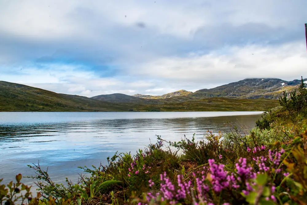 En innsjø, med rosa blomster og gress i forgrunnen, med fjell i bakgrunnen. Mye hvite skyer på himmelen.
