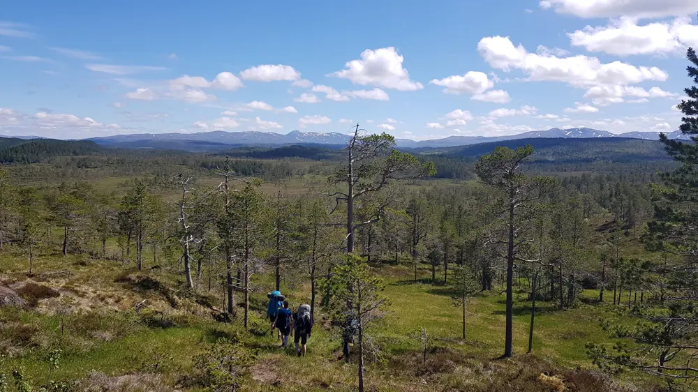 Landskap med sprete trær, som strekker seg ut til det fjerne. Noen få skyer på himmelen. 