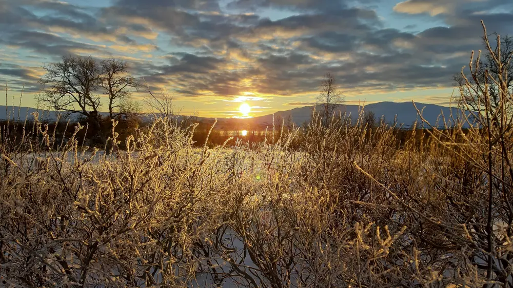 Et froskeperspektiv av en eng full av høye strå, alle dekket med frost, mens solen går ned bak fjellene i bakgrunnen