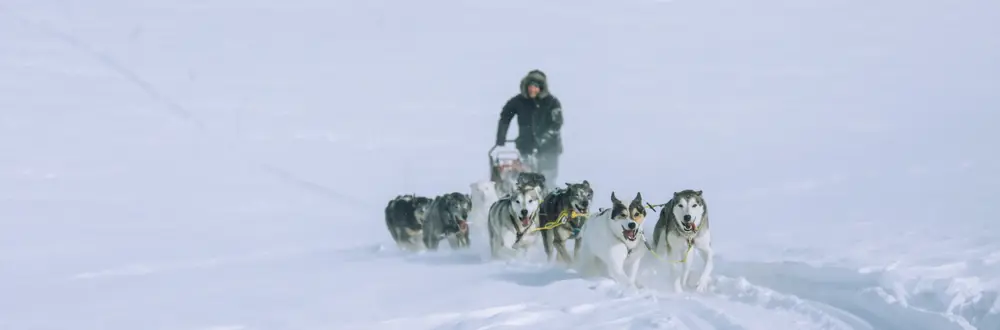 Person som kjører på hundeslede