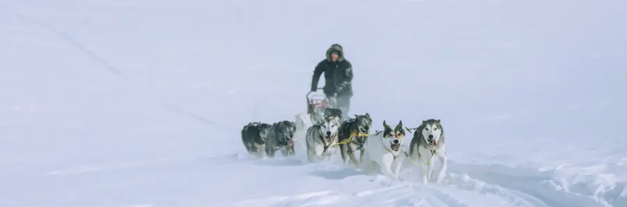 Person som kjører på hundeslede