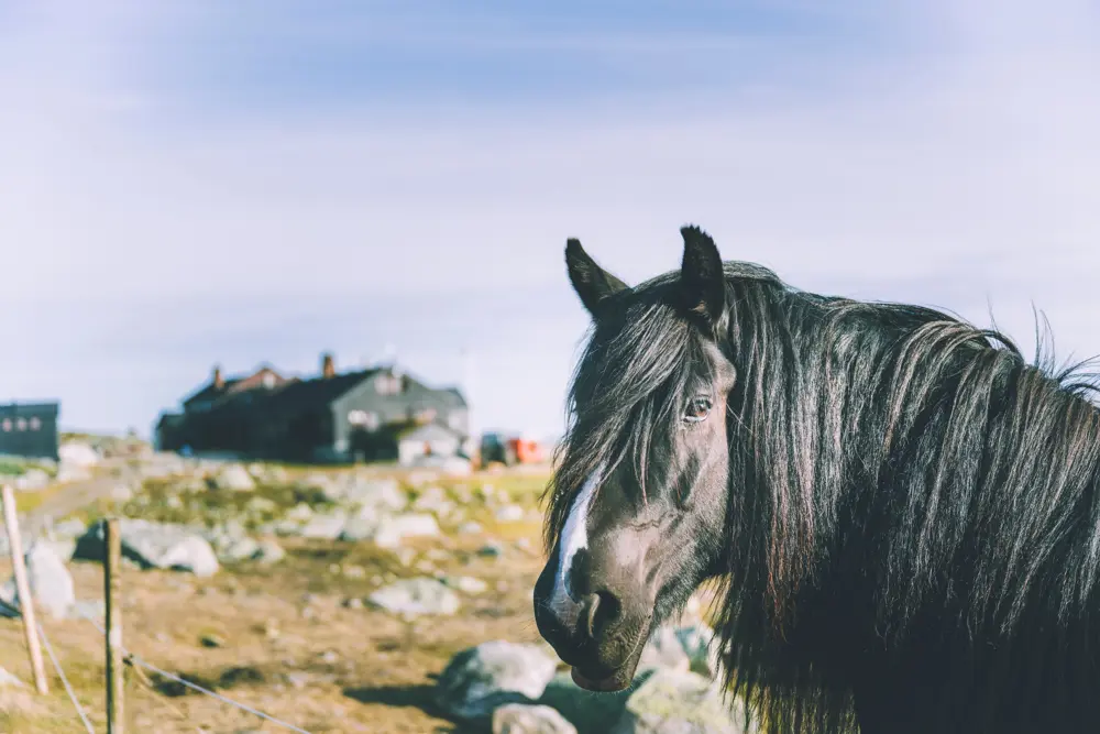 Hest utenfor Sandhaug på Hardangervidda.