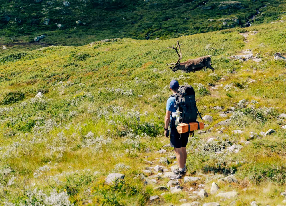 Fra ruta mellom Høgevarde og Toveseter. Sommeren 2021.