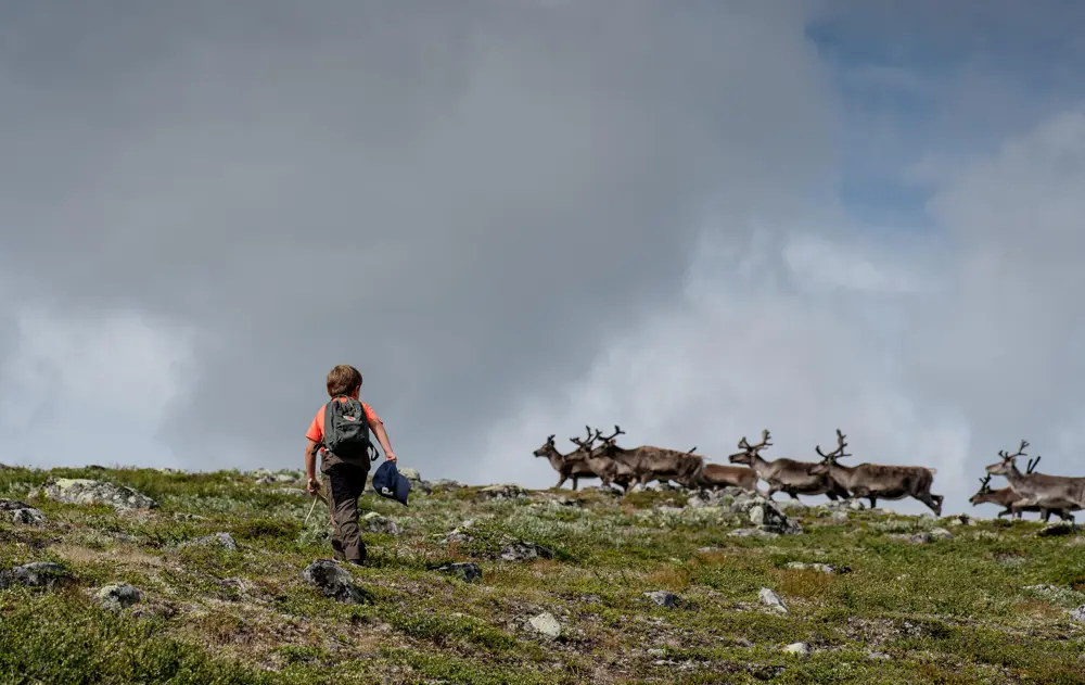Reisndyr på Skurvehaug ved Jotunheimen i august. Finalist i DNTs fotokonkurranse sommeren 2021.