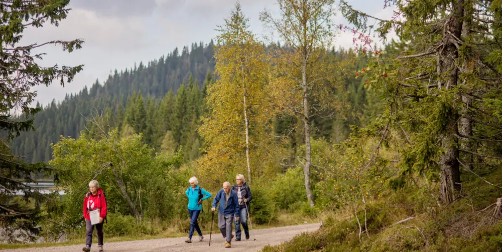 Fire mennesker som går på tur i skogen