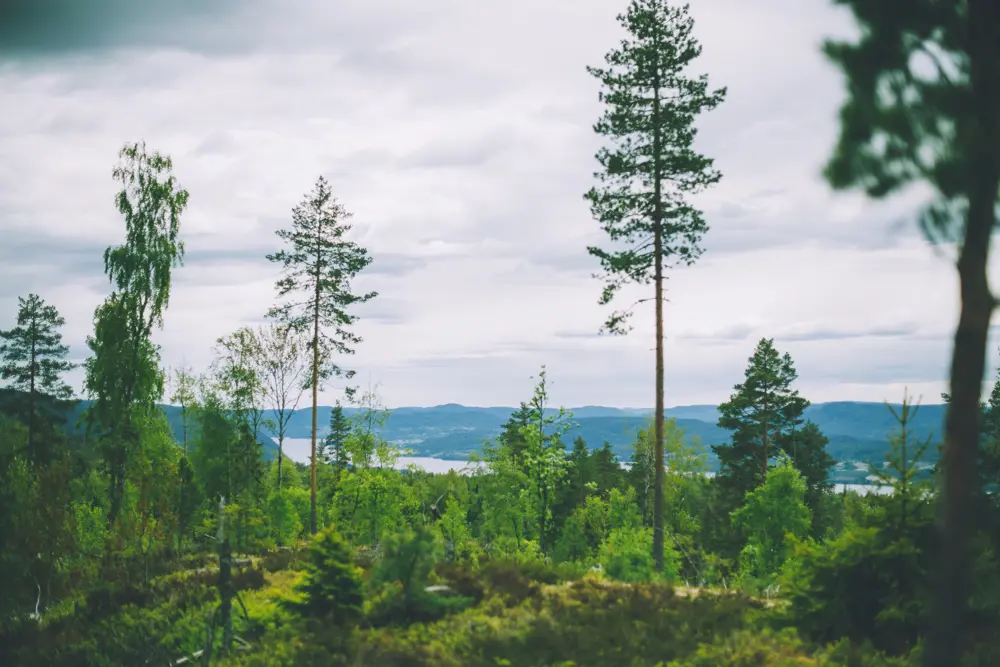 DNT-tur til Skåråfjelltoppen mai 2022 med Notodden og Hjartdal Turlag. Skog, grå himmel, sommer, grønt