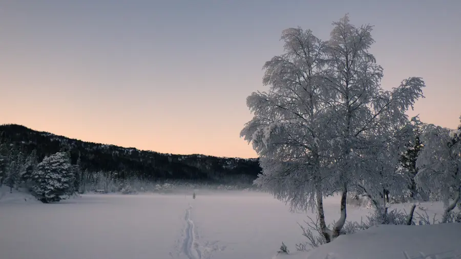 Skjellbreia, Bymarka