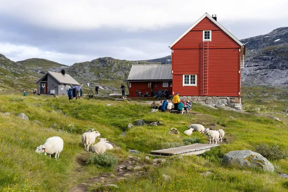 Noen sauer beiter foran rødmalt hytte i høyfjellet.
